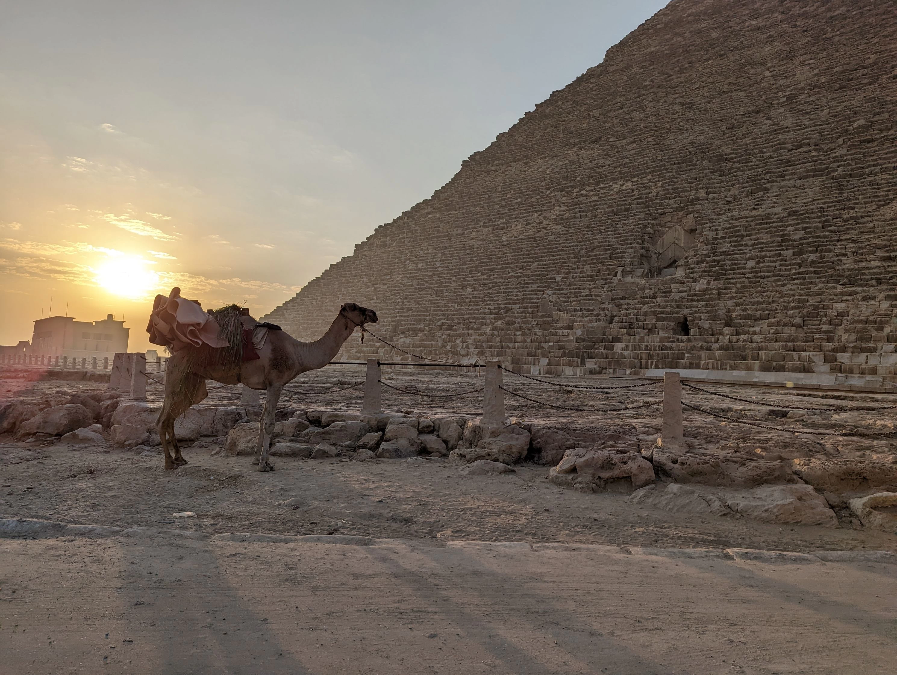 Pyramid at Giza with Camel